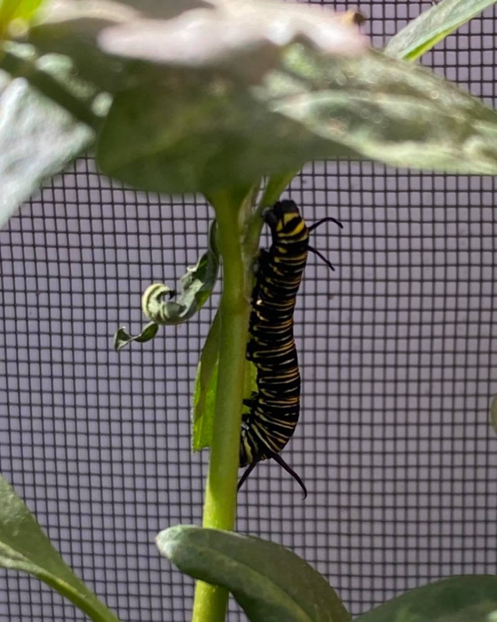Butterfly Habitat web 4