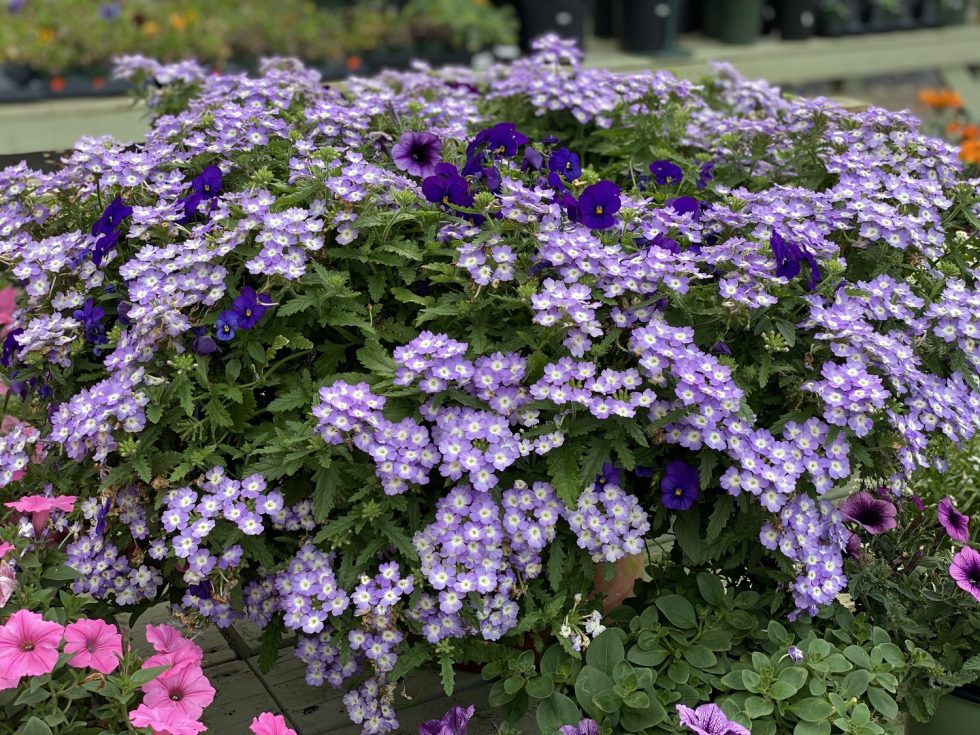 St. Augustine Tour0015