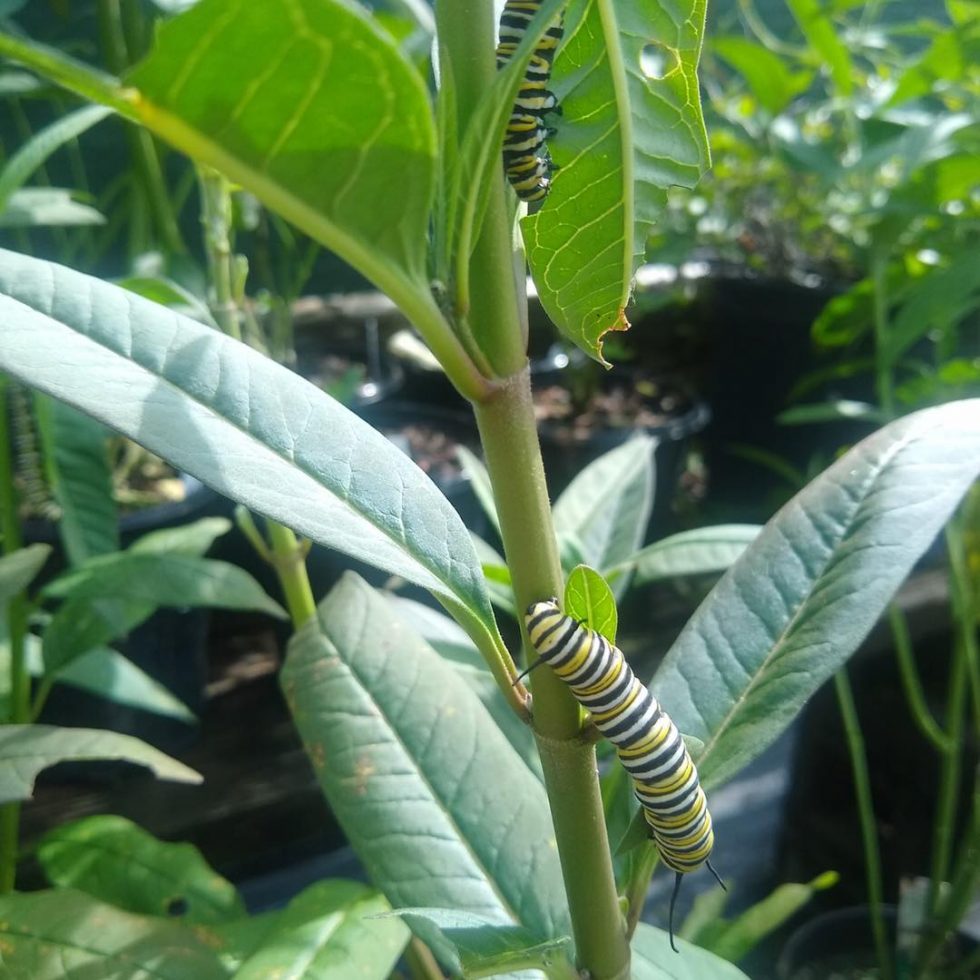 butterfly habitat web 1 1
