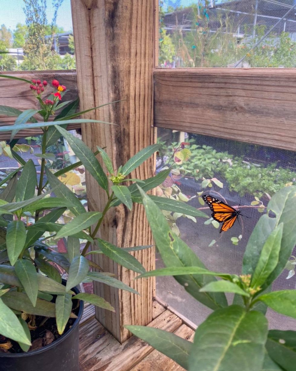 butterfly habitat web 6 1